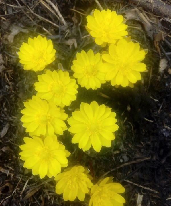 伊春是哪个省的,伊春是北京哪个区?图3