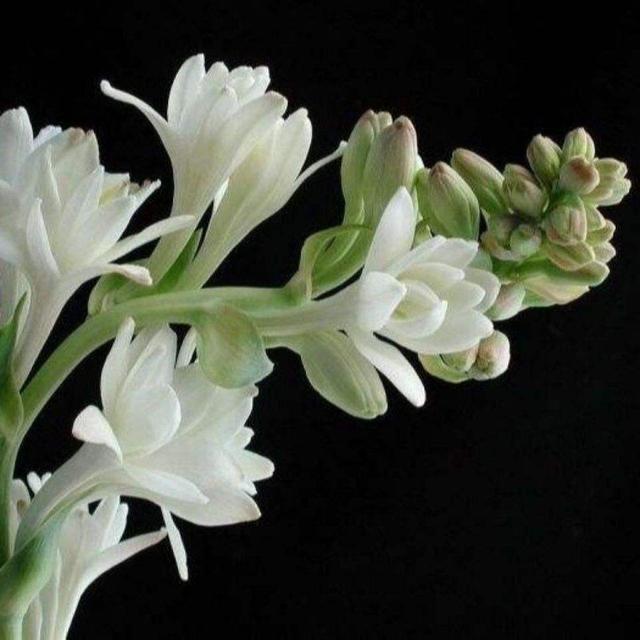 适合女人养的五种花（必养的5种女人花）(1)