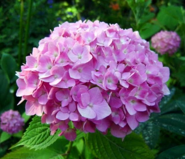 适合女人养的五种花（必养的5种女人花）(6)