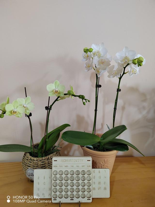 适合女人养的五种花（必养的5种女人花）(8)