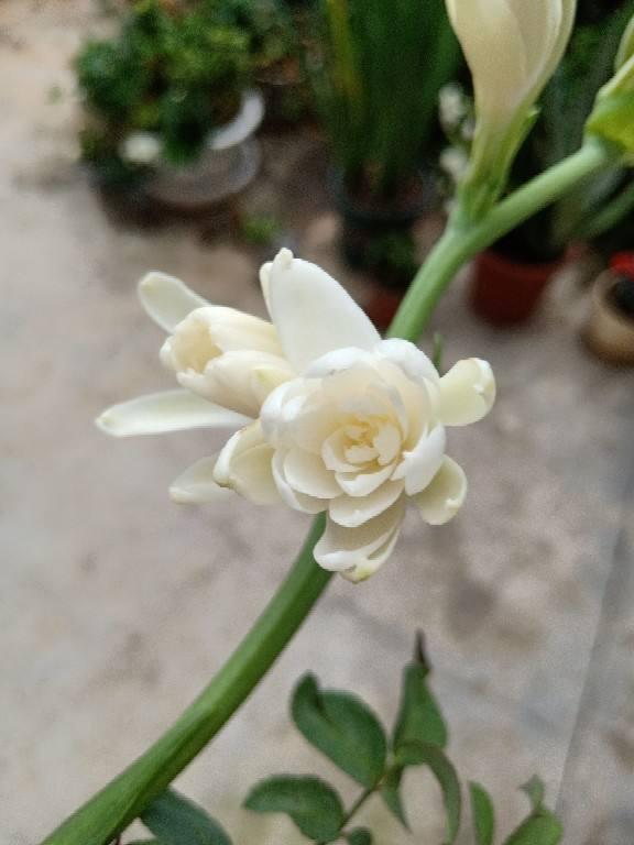 适合女人养的五种花（必养的5种女人花）(2)