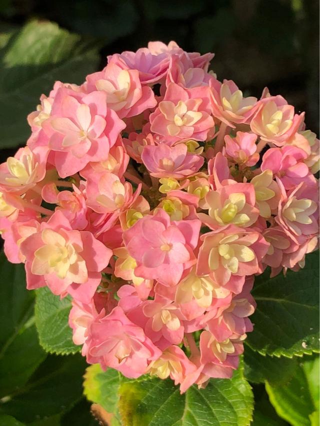 适合女人养的五种花（必养的5种女人花）(7)