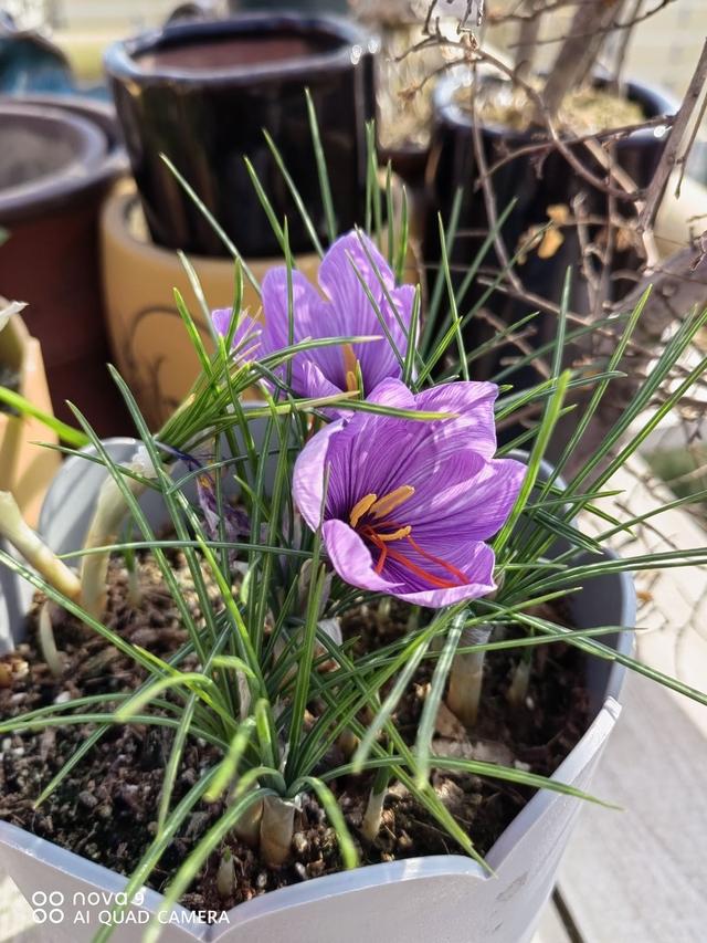 适合女人养的五种花（必养的5种女人花）(4)