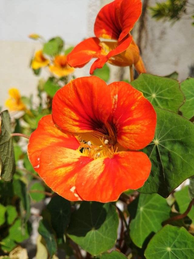 适合女人养的五种花（必养的5种女人花）(3)