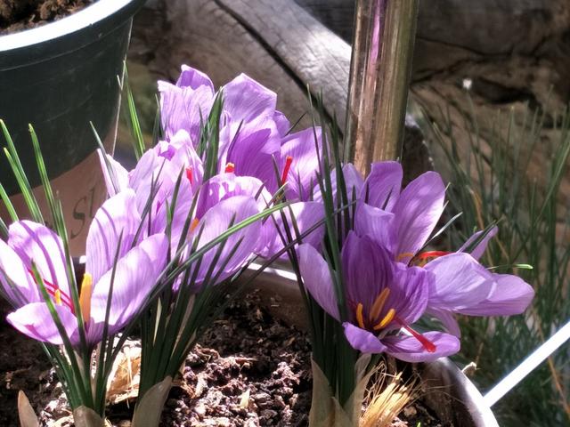 适合女人养的五种花（必养的5种女人花）(5)