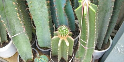 ​仙人掌的花语，仙人掌的花语有什么故事？