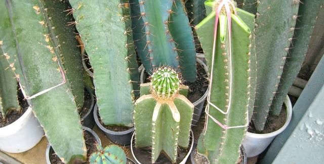 仙人掌的花语，仙人掌的花语有什么故事？图1