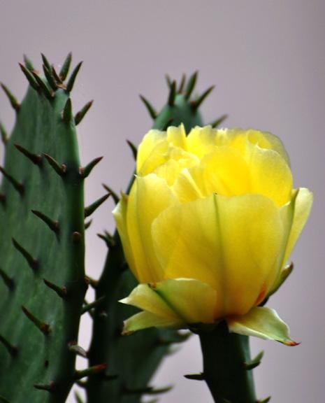 仙人掌开什么颜色的花比较多