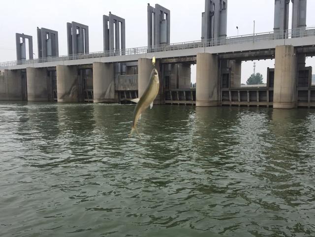 路亚史上最强鱼（国内路亚的八种主要目标鱼及其分布）(8)