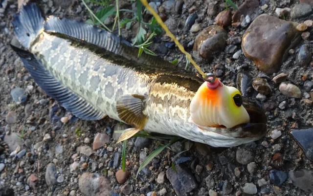 路亚史上最强鱼（国内路亚的八种主要目标鱼及其分布）(4)