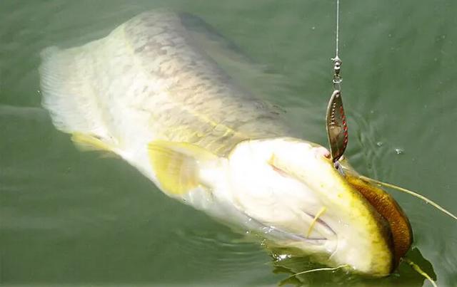 路亚史上最强鱼（国内路亚的八种主要目标鱼及其分布）(5)