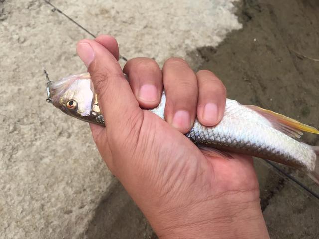 路亚史上最强鱼（国内路亚的八种主要目标鱼及其分布）(6)