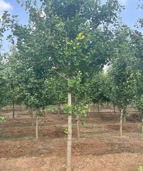 银杏树怎么买价格多少