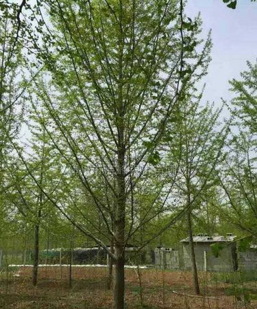 银杏树多少钱一颗