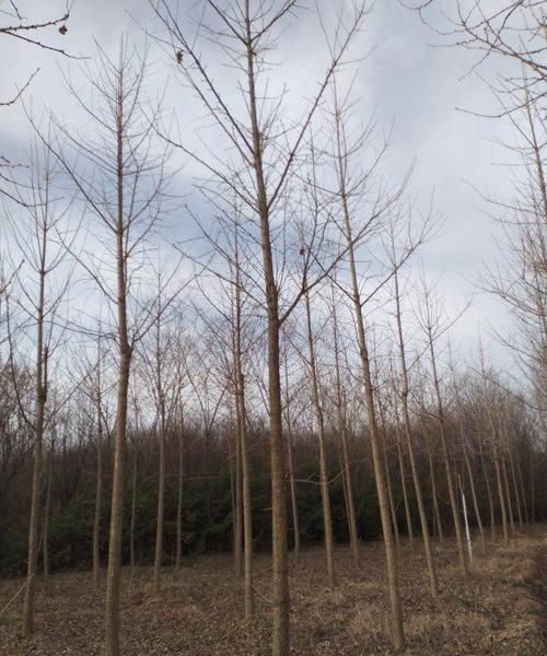 银杏树最近价格如何