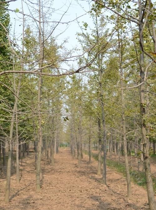 银杏苗 银杏树苗价格 小苗多少钱一棵