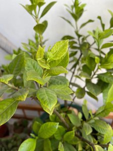 ​栀子花叶子发黄干枯掉叶子怎么办（栀子花叶子发黄干枯掉的改善方法）