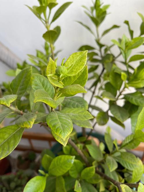 栀子花叶子发黄干枯掉叶子怎么办（栀子花叶子发黄干枯掉的改善方法）