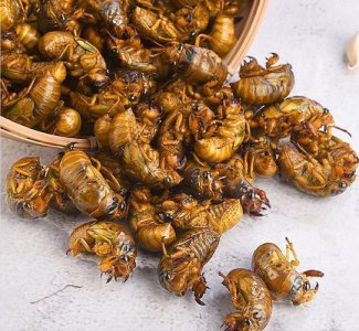 ​知了猴的营养价值和功效（知了猴的营养价值和功效有哪些）