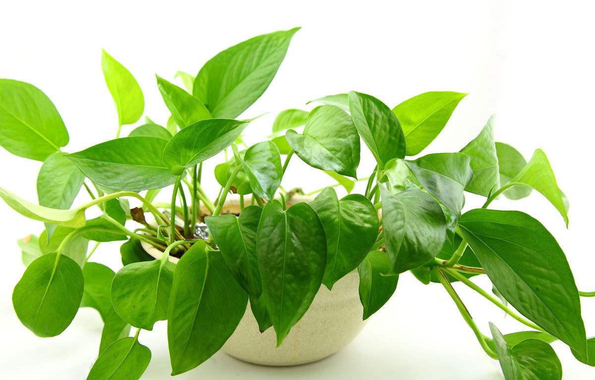 绿萝有什么特点（绿萝的特征）