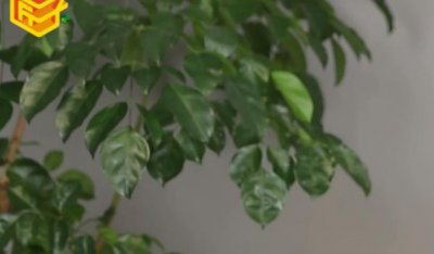 ​变压器油的作用是什么(变压器油的作用是什么呢)