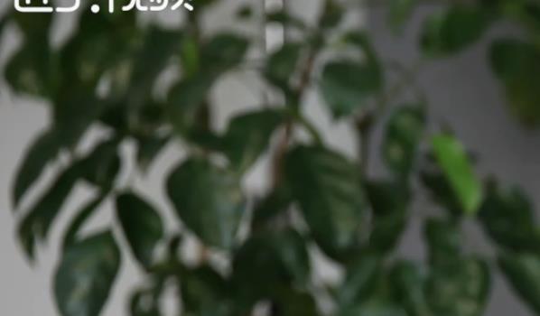 变压器油的作用是什么(变压器油的作用是什么呢)