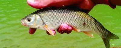 ​雅罗鱼的家常做法（雅罗鱼的做法）