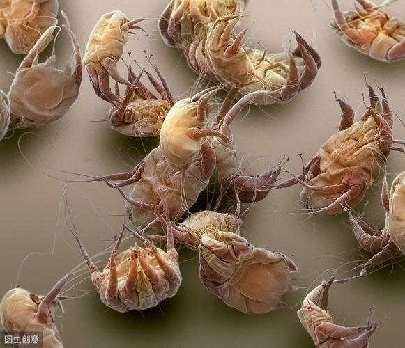 去螨虫的最有效方法（去螨虫的最有效方法介绍）