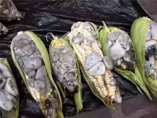 玉米黑粉菌怎么吃（玉米黑粉菌的吃法）