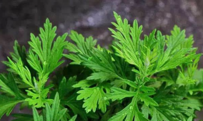 ​艾草的用法,路边的艾草