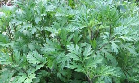 艾草的用法,路边的艾草图20