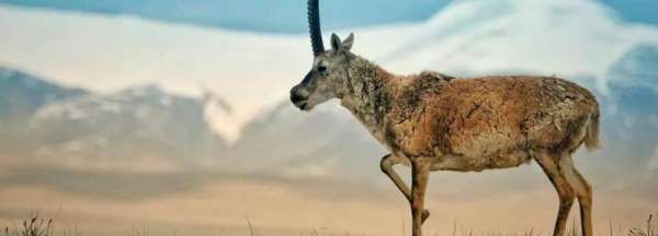 高原里有什么动物,青藏高原野生动物园有哪些动物图4