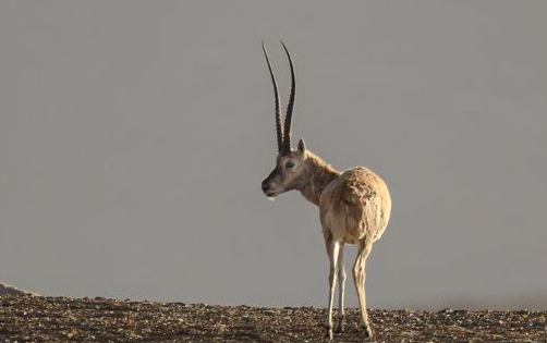 高原里有什么动物,青藏高原野生动物园有哪些动物图1