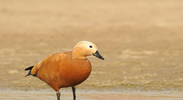 高原里有什么动物,青藏高原野生动物园有哪些动物图3