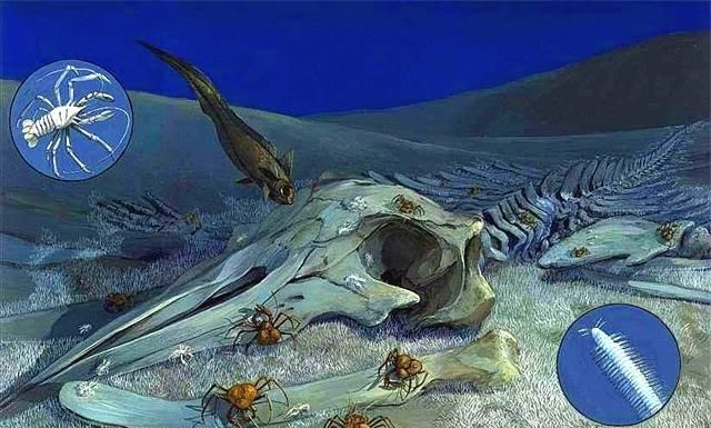 海水是什么味道的，海是蓝色的吗？海水是什么味道的？图9