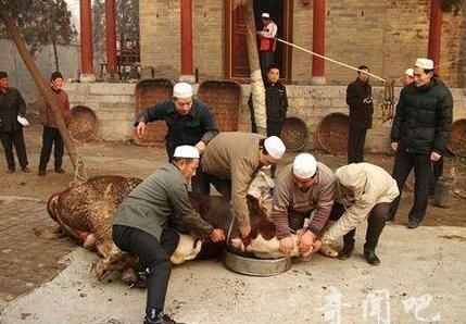 驴马骡也吃草,为什么回族不吃