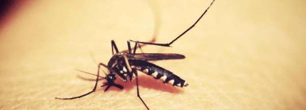 防蚊液有用,粉红小象驱蚊液对宝宝能用呢好用么图6