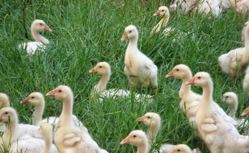 小鹅为什么要喂食盐不能缺少水