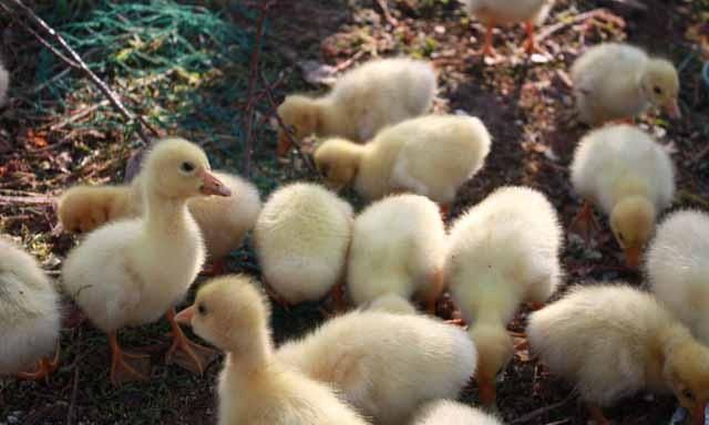 给羊喂盐水有什么好处