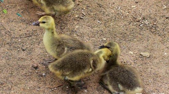 小鸡啄虹喝一点盐水小鹅可以一块喝