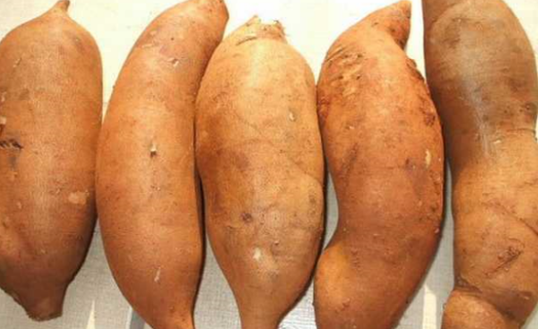 雪莲果发黑可以吃,雪莲果里面变黑能吃吗图3