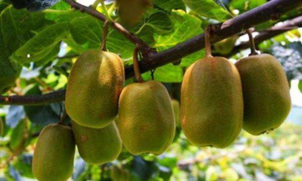 怎么催熟猕猴桃呢,怎样催熟猕猴桃最快图7