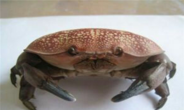 什么螃蟹有毒,世界十大有毒螃蟹图6