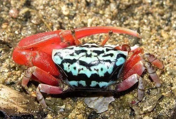 红螃蟹有毒吗图片