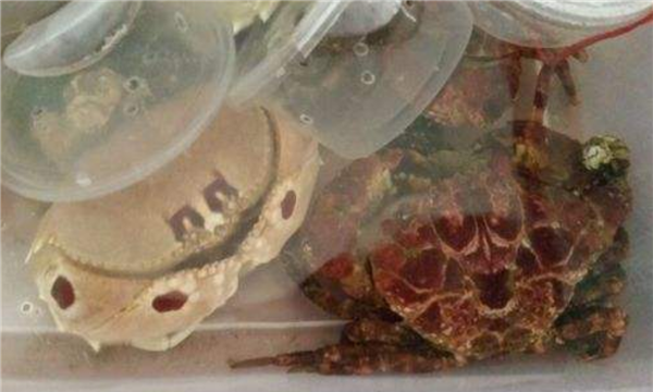 什么螃蟹有毒,世界十大有毒螃蟹图5