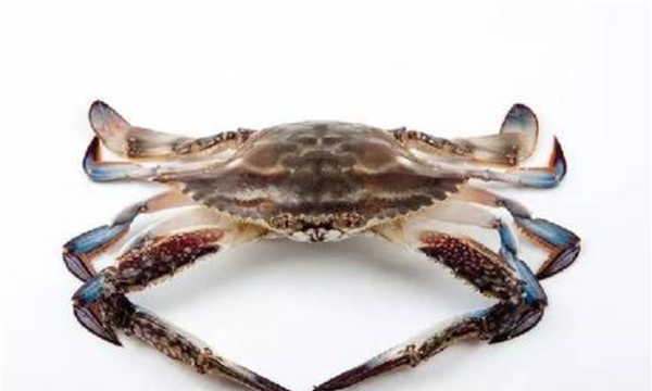 什么螃蟹有毒,世界十大有毒螃蟹图7
