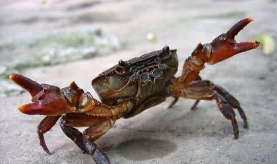 什么螃蟹有毒