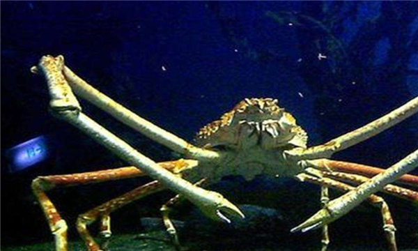 什么螃蟹有毒,世界十大有毒螃蟹图3