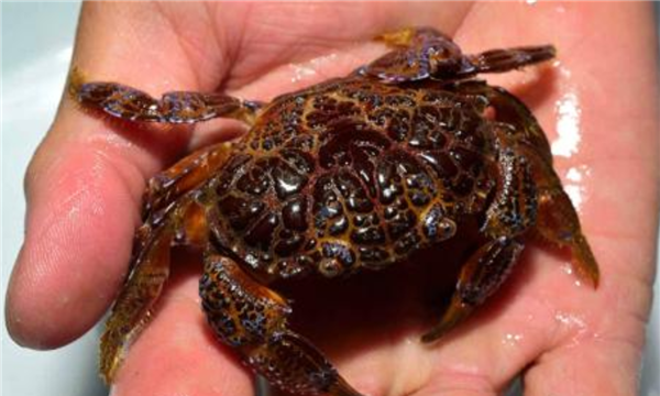 什么螃蟹有毒,世界十大有毒螃蟹图10