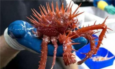​什么螃蟹有毒,世界十大有毒螃蟹